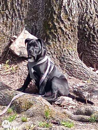 Lost Male Dog last seen Near Th ST , Little Rock, AR 72204