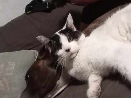 Lost Male Cat last seen Chinden an 37th, Garden City, ID 83714