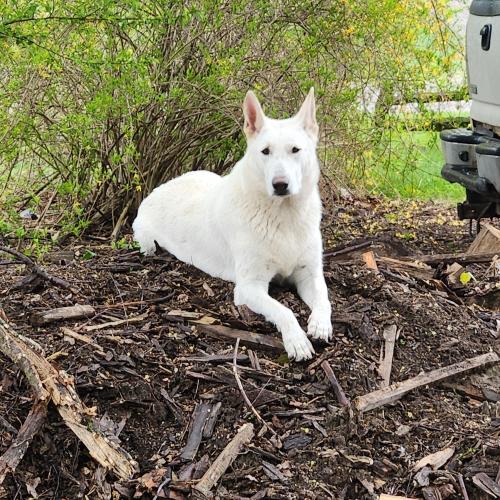 Lost Female Dog last seen Millville Rd, Lapeer, MI 48446