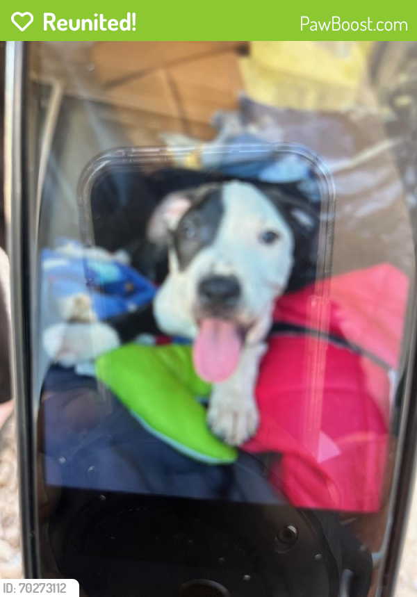 Reunited Male Dog last seen Signalbutte and Broadway , Maricopa County, AZ 85208