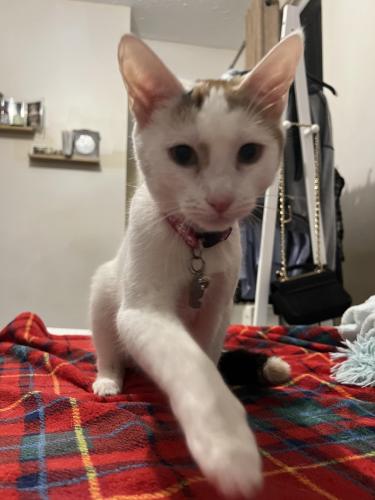 Lost Female Cat last seen Southchurch Road , Southend-on-Sea, England SS1