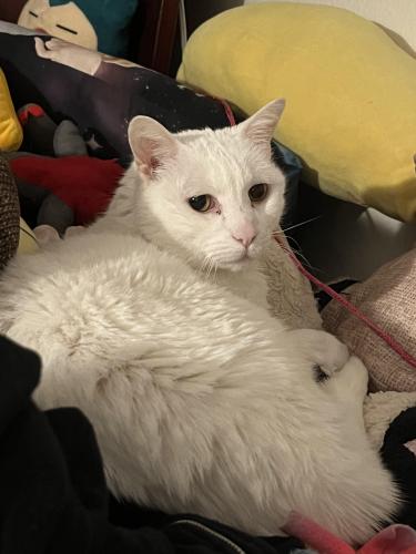 Lost Female Cat last seen Grimsley Ave and Glenville St, Poway, CA 92064