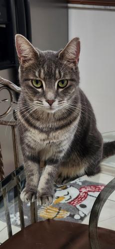 Lost Female Cat last seen W. 3rd Ave and 46th St, Hialeah, FL 33012