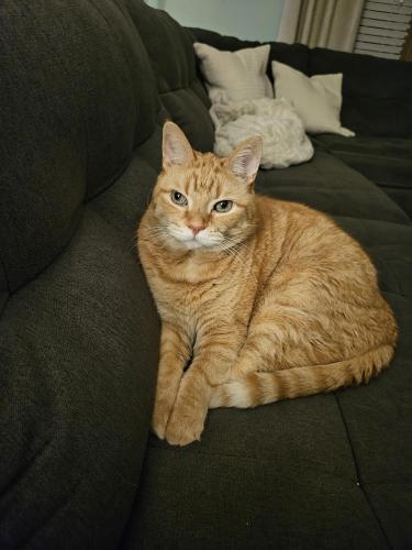 Lost Male Cat last seen Brookshire Meadows mobile home park, Grand Rapids, MI 49508