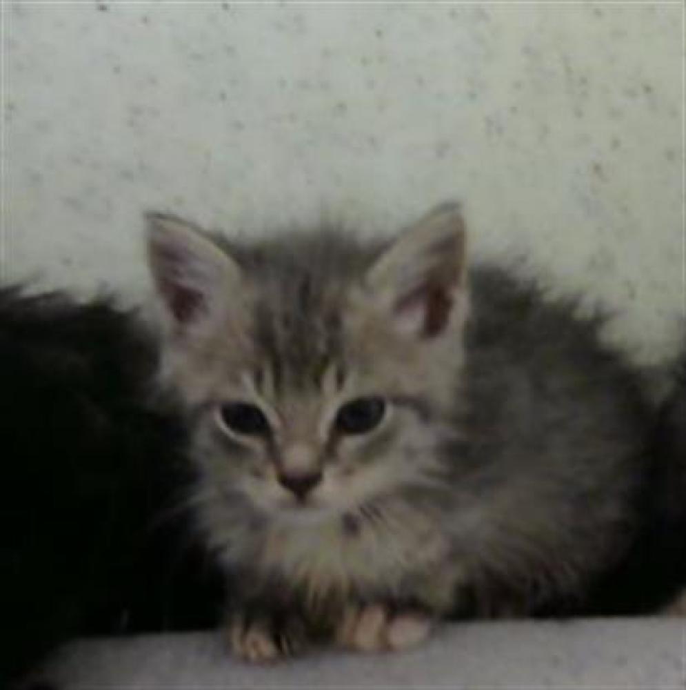 Shelter Stray Female Cat last seen Near BLOCK HENLEY RD- 5 DAYS, Murfreesboro, TN 37129