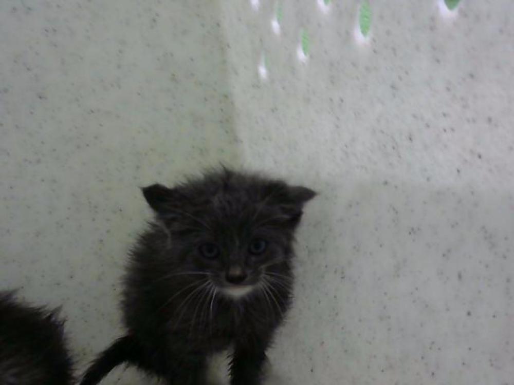 Shelter Stray Male Cat last seen Near BLOCK HENLEY RD- 5 DAYS, Murfreesboro, TN 37129