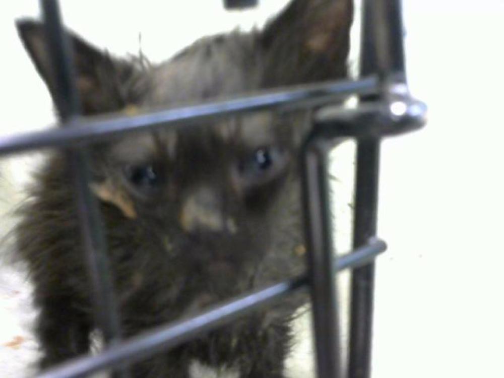 Shelter Stray Female Cat last seen Near BLOCK FOREST CROSSING- 3 DAYS AGO, Murfreesboro, TN 37129