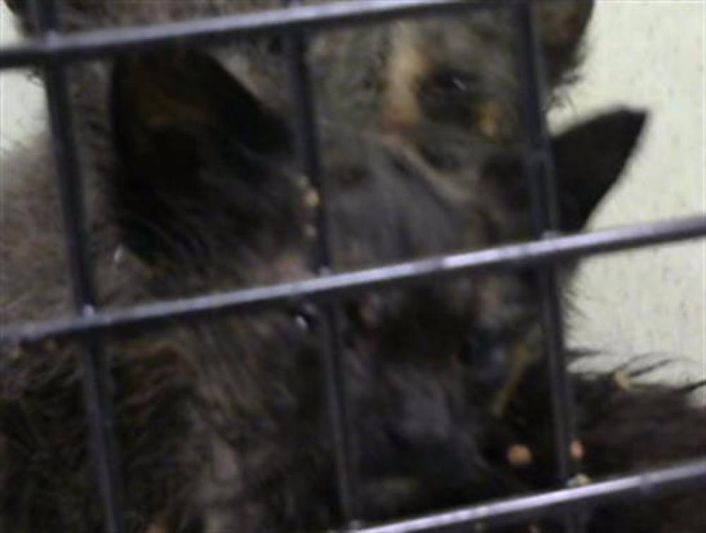 Shelter Stray Male Cat last seen Near BLOCK FOREST CROSSING- 3 DAYS AGO, Murfreesboro, TN 37129