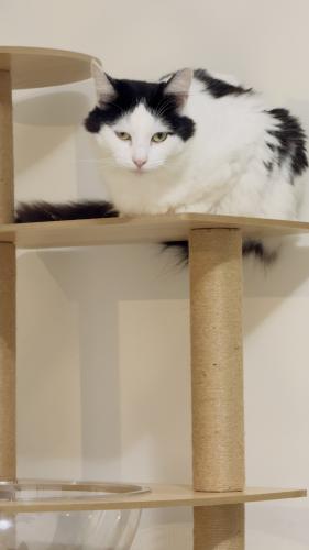 Lost Female Cat last seen Near Quakers hill parkway, Quakers Hill, NSW 2763