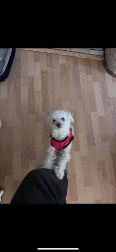 Lost Female Dog last seen Division street, Schenectady, NY 12304