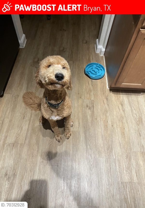 Lost Male Dog last seen Near E 29th St, Bryan, TX 77803, Bryan, TX 77803