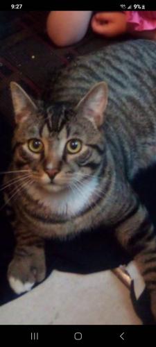 Lost Male Cat last seen 114th  st so ., Parkland, WA 98444