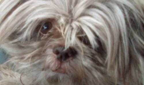 Lost Female Dog last seen Euclid heights, Cleveland Heights, OH 44118