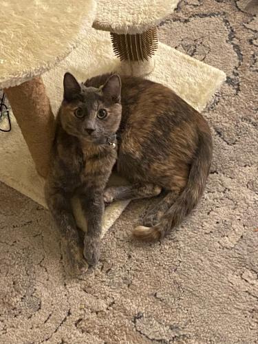 Lost Female Cat last seen Aliante Pkwy & Deer Springs Way, North Las Vegas, NV 89084