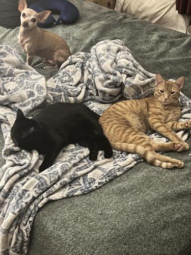 Lost Male Cat last seen Chelwood and Candeleria , Albuquerque, NM 87112
