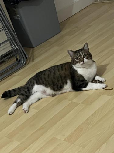Lost Female Cat last seen M9 8QN, Greater Manchester, England M9 8QN