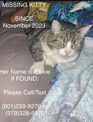 Lost Female Cat last seen Denny's , Houston, TX 77095