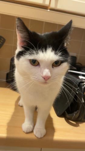 Lost Female Cat last seen Dartford rd. past the roundabout for tower park turn in before the bird in hand pub, Kent, England DA1