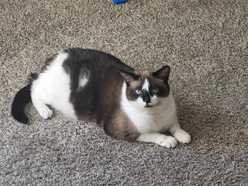 Lost Male Cat last seen Yakima and Versailles, Centennial, CO 80015