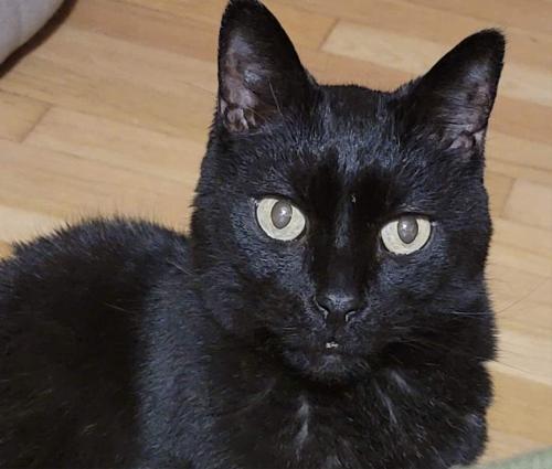 Lost Male Cat last seen Sedalia and w 168th st, Cleveland, OH 44135, Cleveland, OH 44135