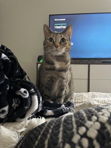 Lost Female Cat last seen Alley between E Fairview and Dryden, Glendale, CA 91207