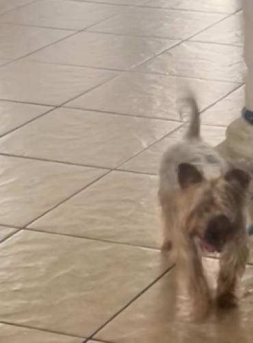 Lost Male Dog last seen E Johnson ave and 24th st. , Haines City, FL 33844