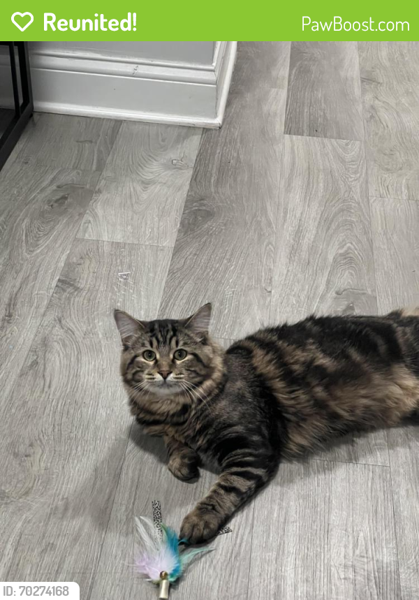 Reunited Male Cat last seen 91st and Westfield/College - Behind Nora Target , Indianapolis, IN 46240