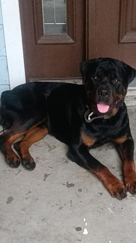 Found/Stray Male Dog last seen Vickery St, Houston, TX 77039