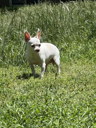Lost Female Dog last seen Near w 31st , Wichita, KS 67217