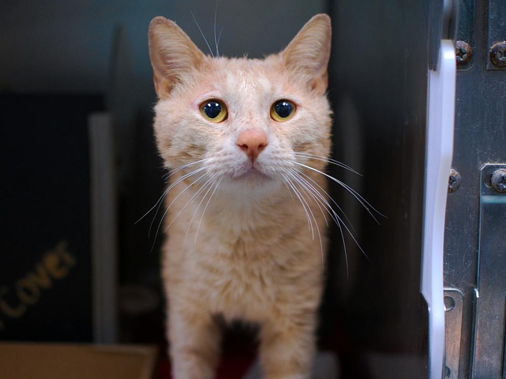 Shelter Stray Male Cat last seen Herkimer Street, BROOKLYN, NY, 11213, New York, NY 11208