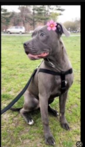 Lost Female Dog last seen Matthews ave, The Bronx, NY 10462