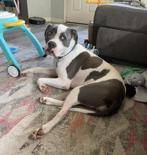 Lost Male Dog last seen Near and 105, Montgomery, TX 77316