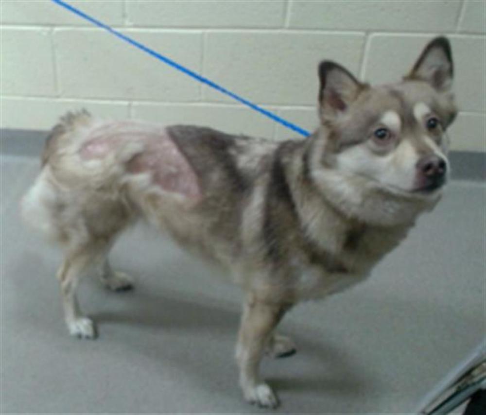 Shelter Stray Female Dog last seen Near BLOCK W BAYAUD AVE, DENVER CO 80223, Denver, CO 80223