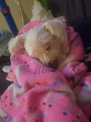 Lost Male Dog last seen Pioneer and foster , Norwalk, CA 90650