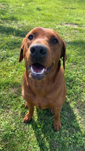 Lost Female Dog last seen Bowers Way , Fayette County, TN 38075