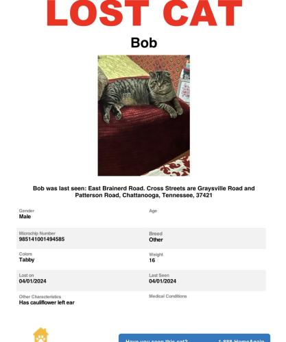 Lost Male Cat last seen East Brained Road between Graysville and Patterson Roads, Chattanooga, TN 30726