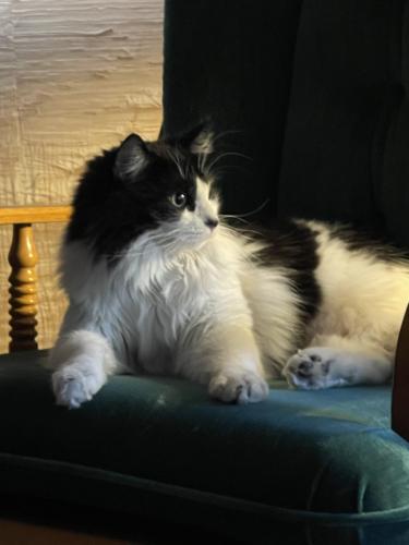 Lost Male Cat last seen 132nd and Sacramento St , Portland, OR 97230