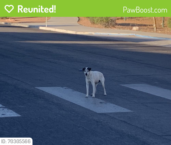 Reunited Dog in Las Vegas, NV 89145 (ID: 70305566) | PawBoost