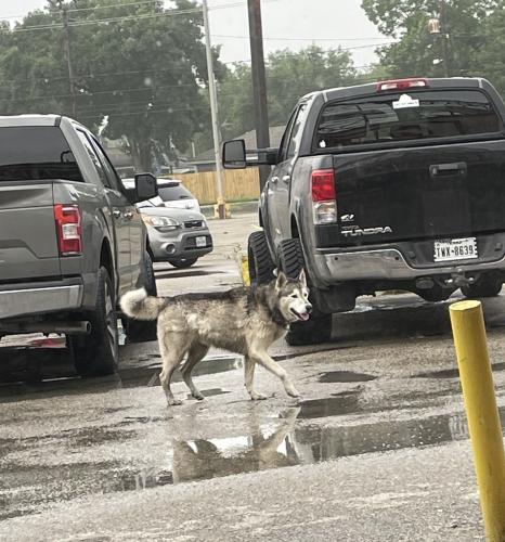Found/Stray Male Dog last seen Mexico lindo parking lot, Pasadena, TX 77506