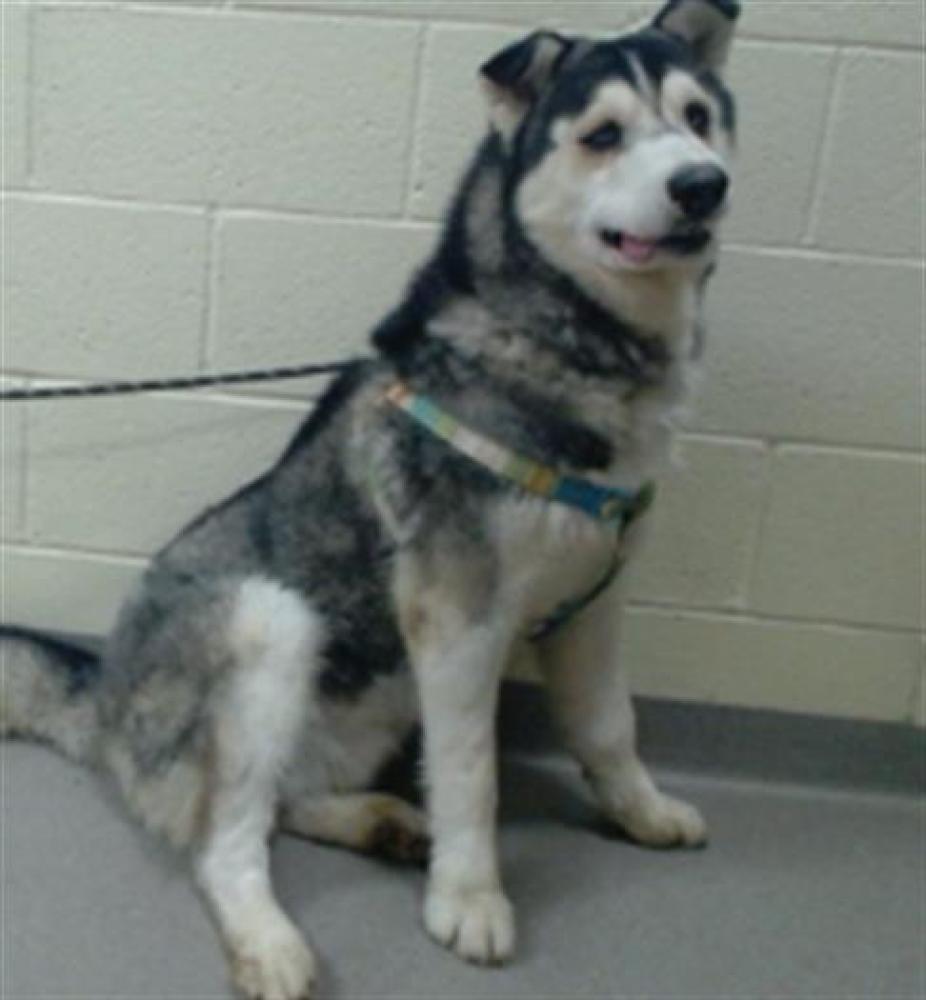Shelter Stray Male Dog last seen Near BLOCK W BAYAUD AVE, DENVER CO 80223, Denver, CO 80223