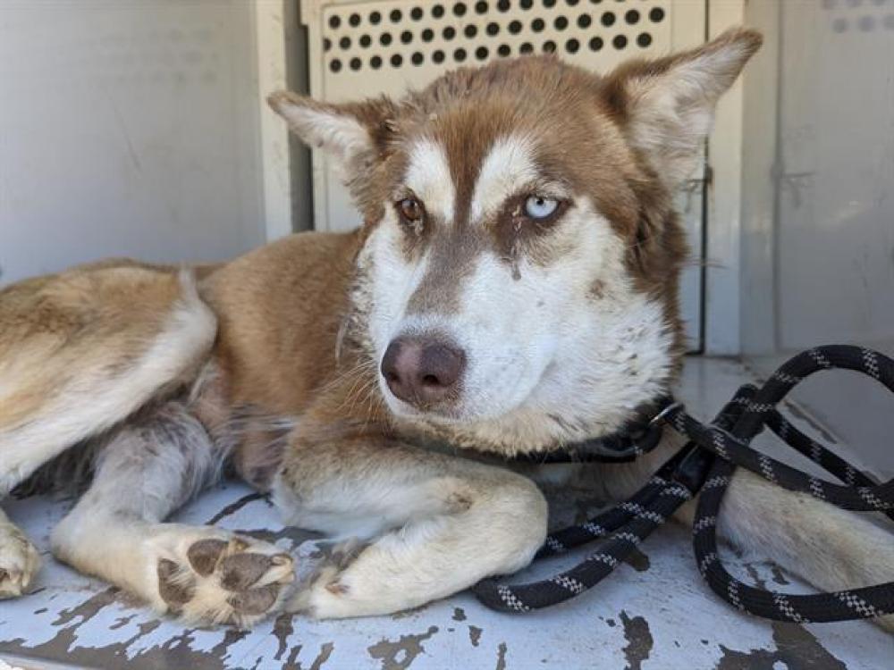 Shelter Stray Female Dog last seen SAND HILL / WINCHESTER, Albuquerque, NM 87105