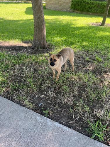 Found/Stray Unknown Dog last seen Lindsley Avenue, Dallas tx , Dallas, TX 75223