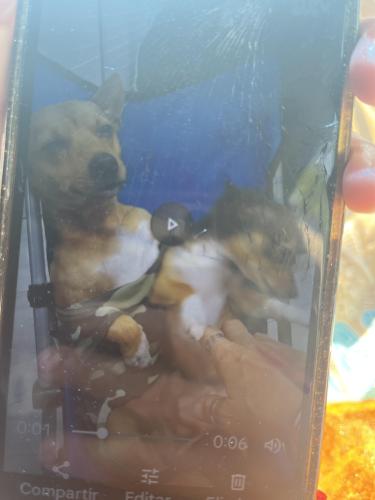 Lost Male Dog last seen Near w okeechobee rd , Hialeah Gardens, FL 33018
