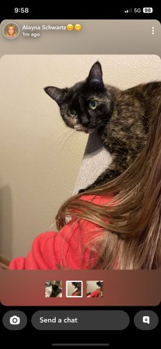 Lost Female Cat last seen By the ski hill , Slinger, WI 53086