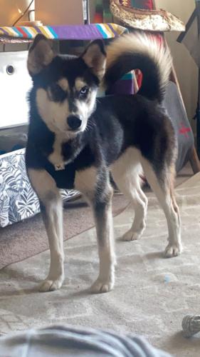 Lost Female Dog last seen Henry Berry RD, Kaylee’s 74 Market, Robeson County, NC 28360