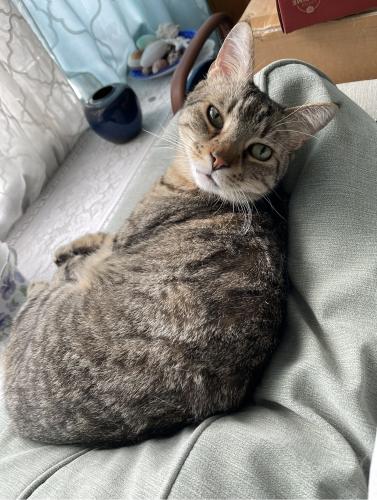 Lost Male Cat last seen 65th street between 2nd and 3rd Avenue, Brooklyn, NY 11209