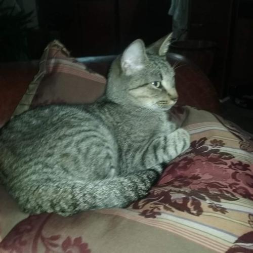 Lost Female Cat last seen Near Wrightsville Ave Wilmington NC, Wilmington, NC 28403