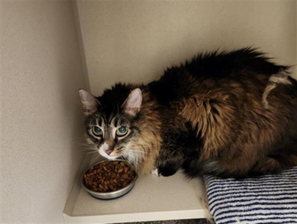 Shelter Stray Female Cat last seen Near BLOCK W BAYAUD AVE, DENVER CO 80223, Denver, CO 80223