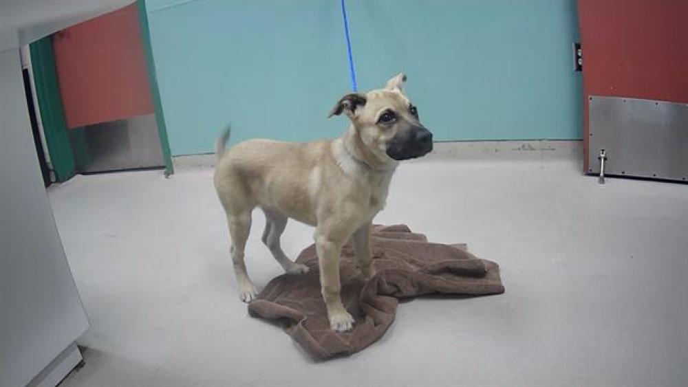 Shelter Stray Female Dog last seen Near W 2ND ST, RENO NV 89503, Reno, NV 89502