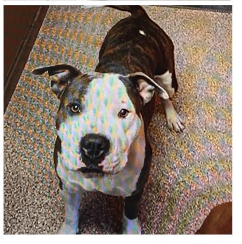 Lost Female Dog last seen Barcelona and Corfield, South Valley, NM 87105
